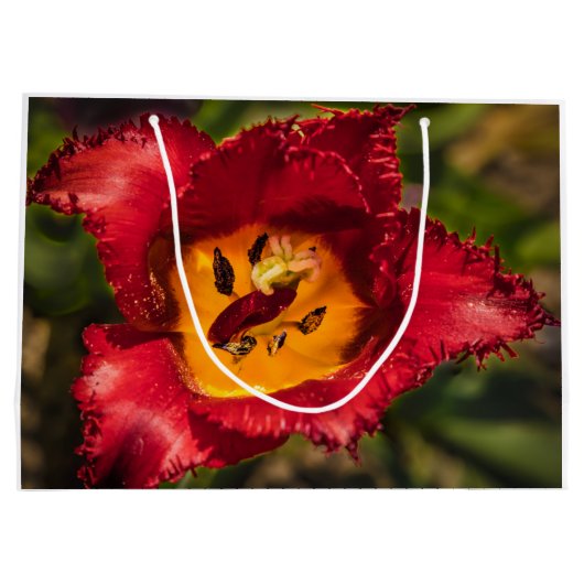 Tulpe Große Geschenktüte (Rückseite)