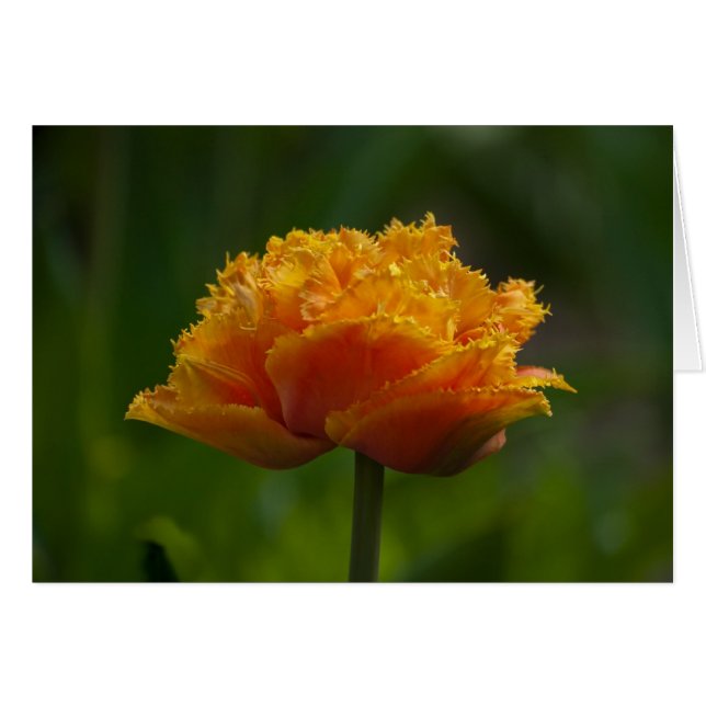 Tulpe im Frühjahr (Vorderseite (Horizontal))