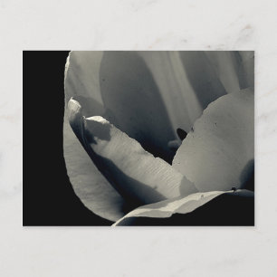 Tulpe in Schwarz und Weiß Postkarte
