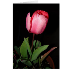 Tulpe-Karte