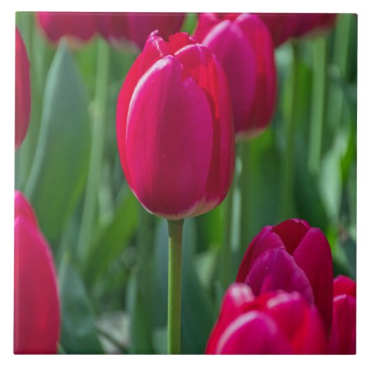 Tulpe-Keramikfliese Fliese (Vorderseite)