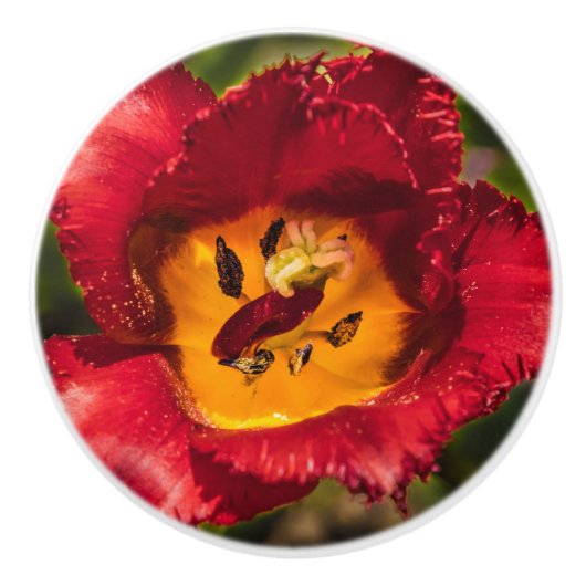 Tulpe Keramikknauf (Vorderseite)