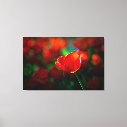 Tulpe Leinwanddruck (Vorderseite)