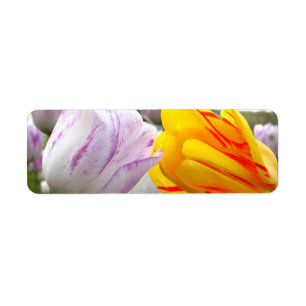 Tulpe-Liebe