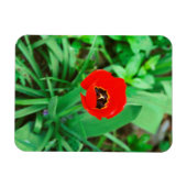 Tulpe Magnet (Horizontal)