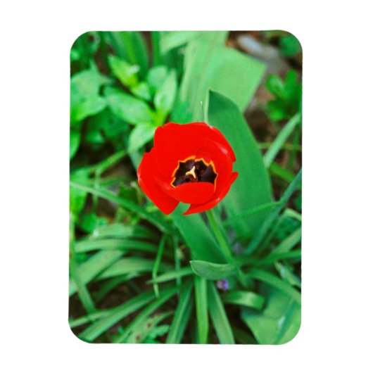 Tulpe Magnet (Vertikal)