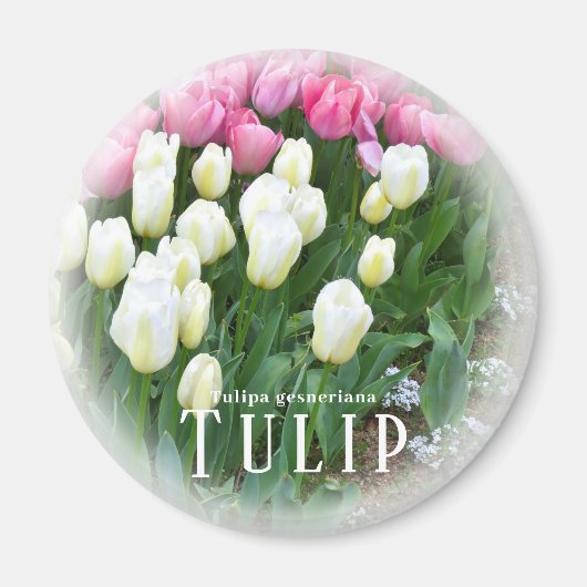 Tulpe Magnet (Vorne)