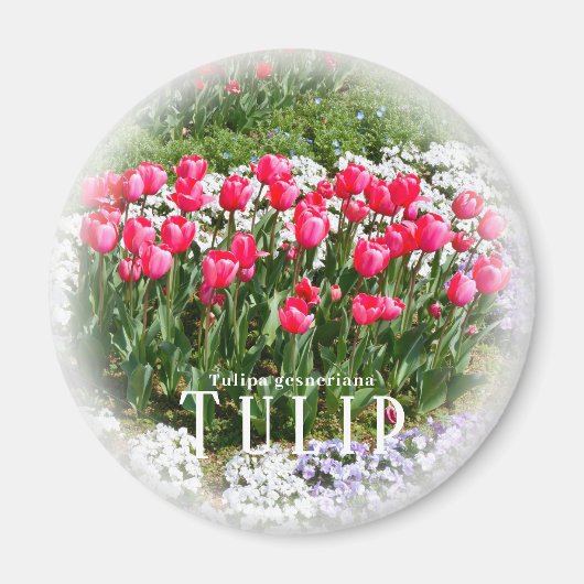 Tulpe Magnet (Vorne)