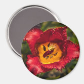 Tulpe Magnet (Vorderseite/Rückseite)