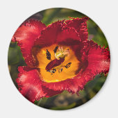 Tulpe Magnet (Vorne)