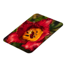 Tulpe Magnet