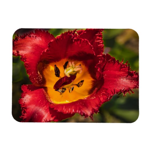 Tulpe Magnet (Horizontal)