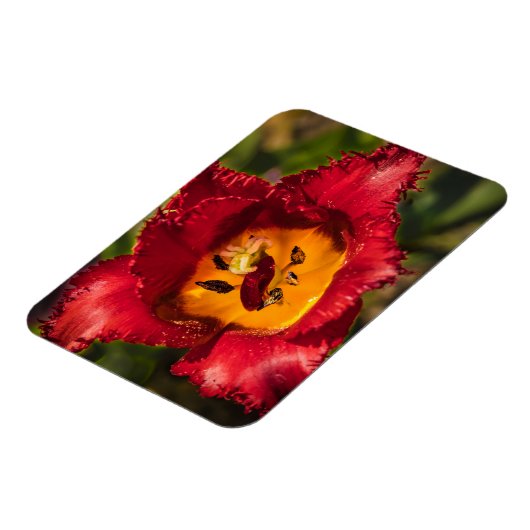 Tulpe Magnet (Linke Seite)