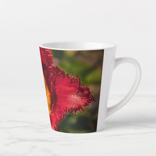 Tulpe Milchtasse (Rechts)