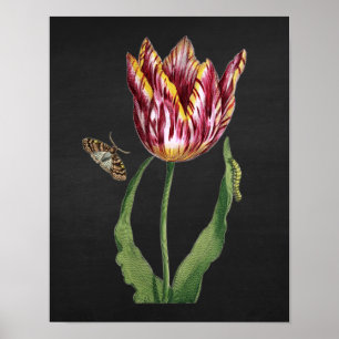 Tulpe mit schwarzem Tafel-Bild-Hintergrund no.1 Poster