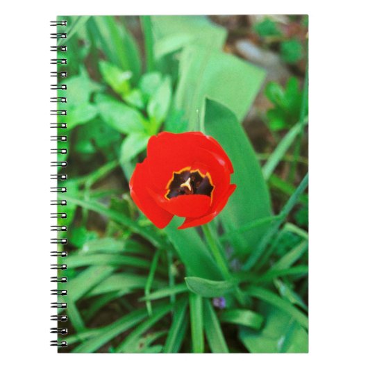 Tulpe Notizblock (Vorderseite)
