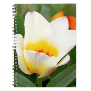 Tulpe Notizblock