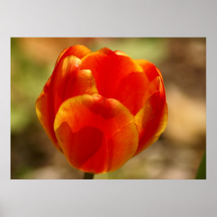 Tulpe-Orange Poster