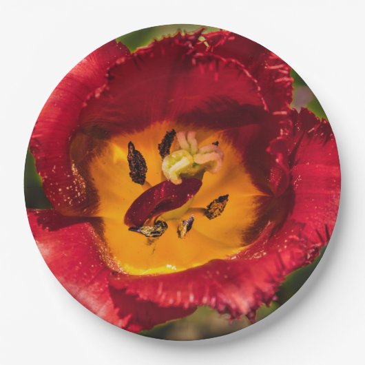 Tulpe Pappteller (Vorderseite)