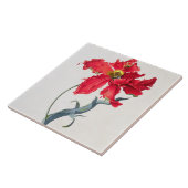 Tulpe: Perroquet Rouge Fliese (Seite)