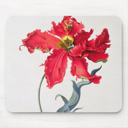 Tulpe: Perroquet Rouge Mousepad (Vorne)