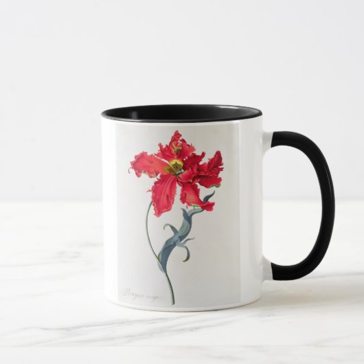 Tulpe: Perroquet Rouge Tasse (Rechts)