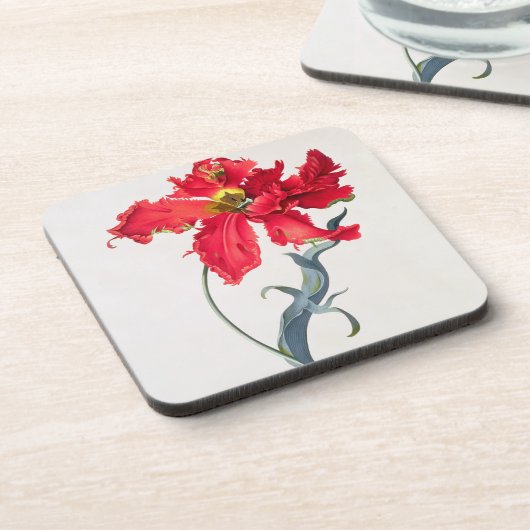 Tulpe: Perroquet Rouge Untersetzer (Linke Seite)