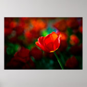 Tulpe Poster (Vorne)