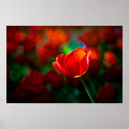 Tulpe Poster (Vorne)