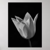 Tulpe Poster (Vorne)