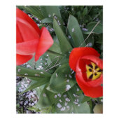 Tulpe Poster (Vorderseite)