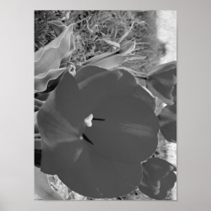 Tulpe Poster