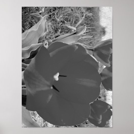 Tulpe Poster (Vorne)