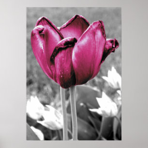 Tulpe Poster