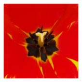 Tulpe Poster (Vorderseite)