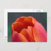 Tulpe Postkarte (Vorne/Hinten)