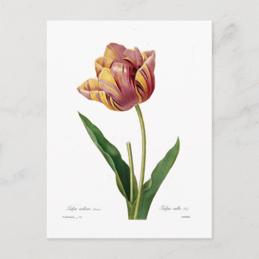 Tulpe Postkarte (Vorderseite)
