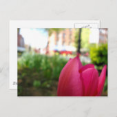 Tulpe Postkarte (Vorne/Hinten)