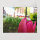 Tulpe Postkarte (Vorderseite)