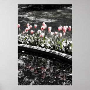 Tulpe-Reflexionen Poster