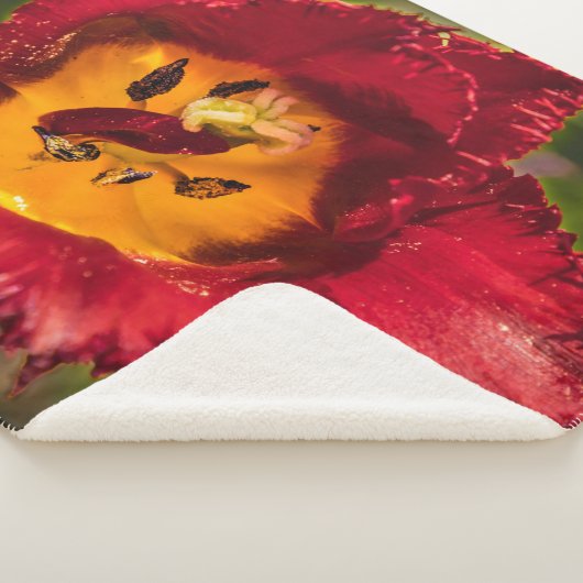 Tulpe Sherpadecke (3/4)