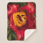 Tulpe Sherpadecke (Vorderseite)