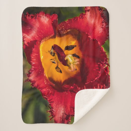 Tulpe Sherpadecke (Vorderseite)