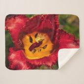 Tulpe Sherpadecke (Vorderseite (Horizontal))