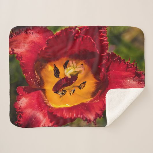 Tulpe Sherpadecke (Vorderseite (Horizontal))