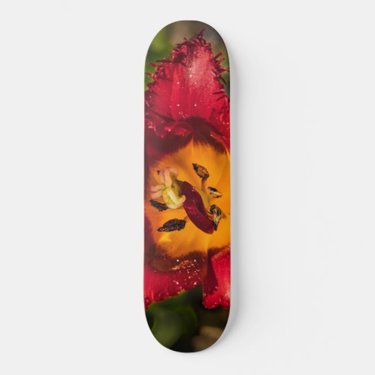 Tulpe Skateboard (Vorderseite)