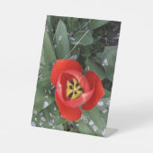 Tulpe Sockelschild (Vorderseite)