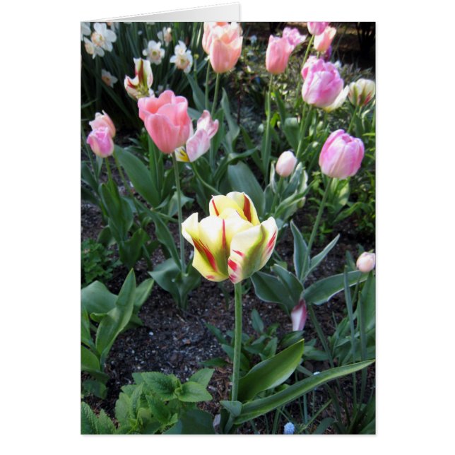 Tulpe stehen heraus in der Menge (Vorne)