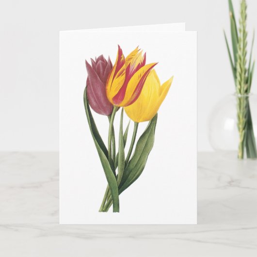 Tulpe (Tulipa gesneriana) durch Redouté Karte (Vorderseite)