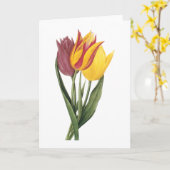 Tulpe (Tulipa gesneriana) durch Redouté Karte (Gelbe Blume)